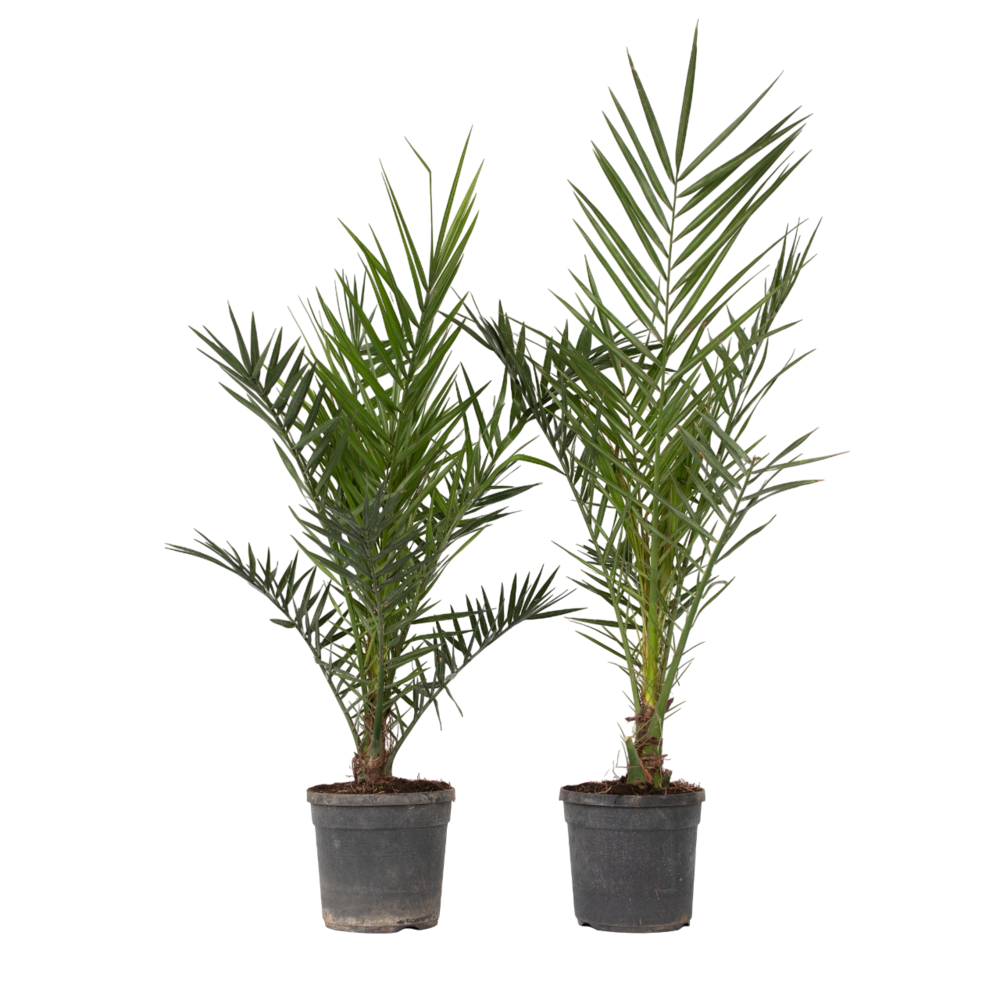 Palmier dattier nain - set de 2 - phoenix canariensis - hauteur 80-100cm - ⌀19cm