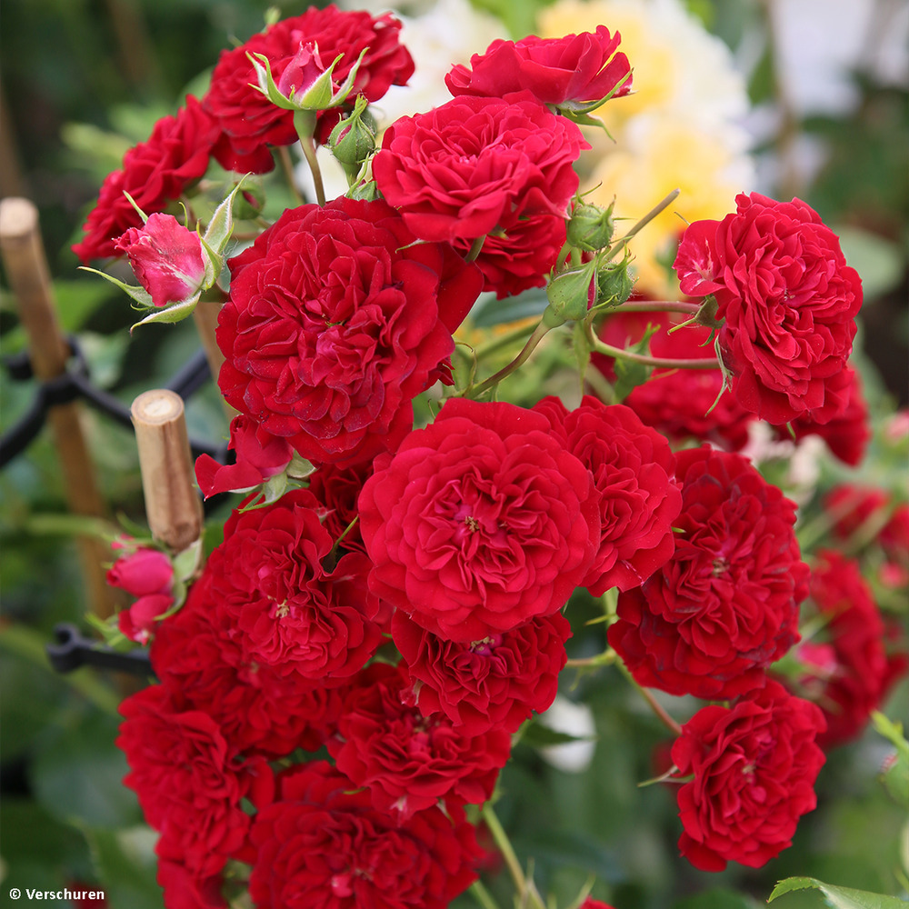 Rosier grimpant 'siluetta crimson' pot de 4l/5l