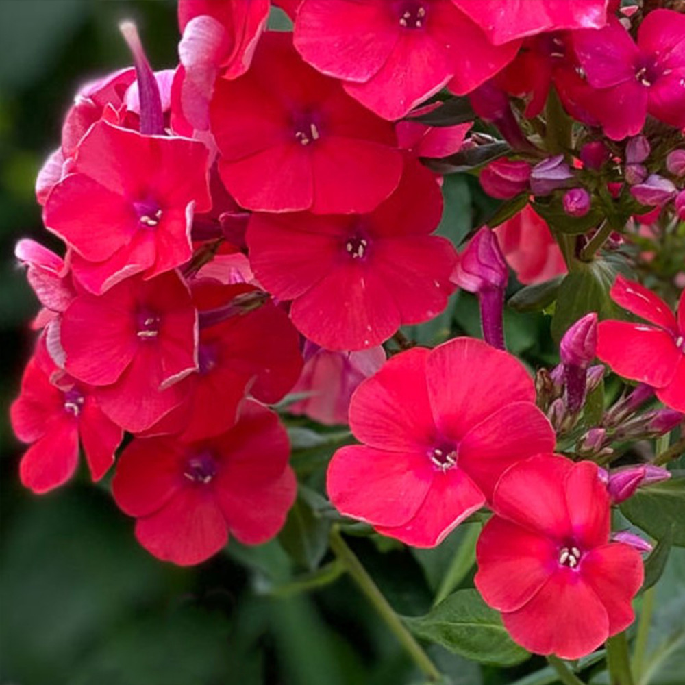 Phlox 'younique orange' pot de 2l/3l