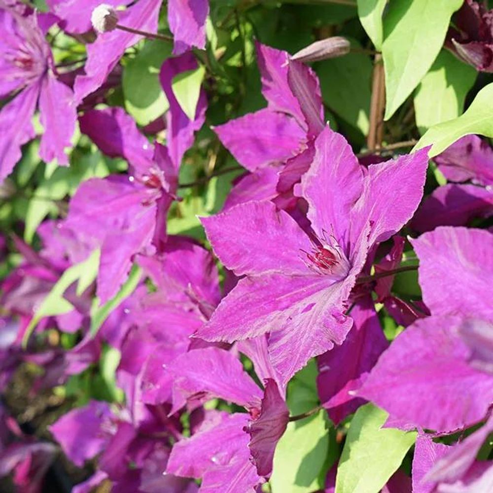 Clématite honora - clematis 1,5l - 40/60cm