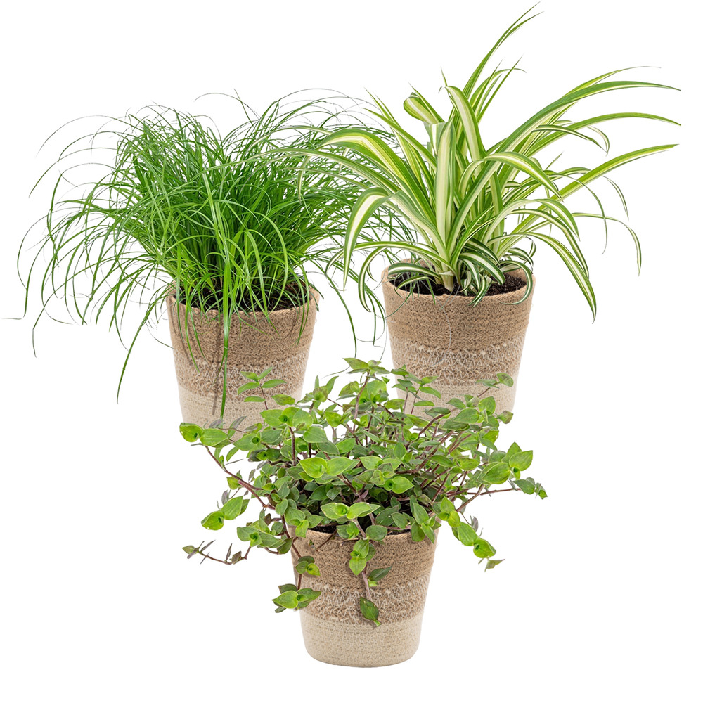 3x mélange sans danger pour les animaux avec panier en jute - ⌀12 cm - 15-25 cm