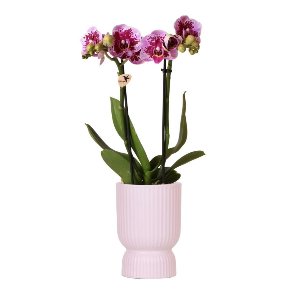 Orchidée el salvador rose et son pot diabolo - hauteur 35cm
