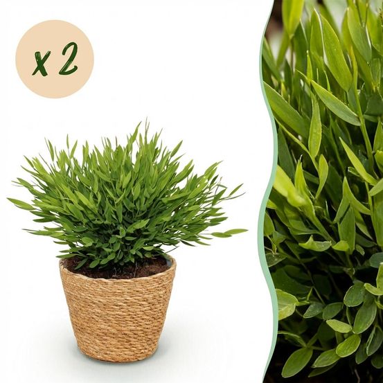 Bamusa pogonatherum monica - pet-friendly - bambou miniature - pot de 12cm - hauteur 20cm - plantes d'intérieur