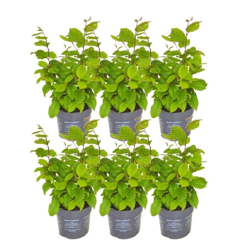 Carpinus betulus - lot de 6
