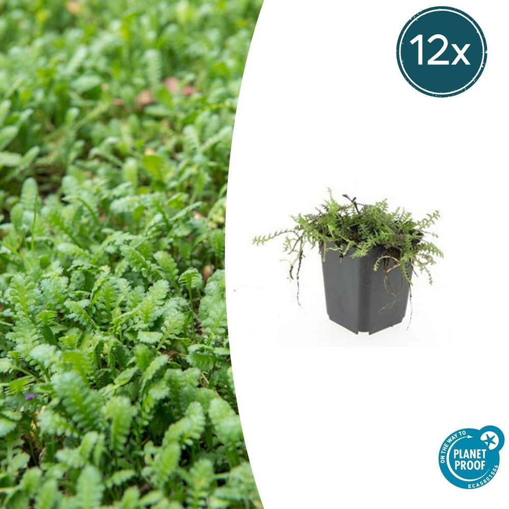 Leptinella squalida x12 – entre 0,75 et 1m2