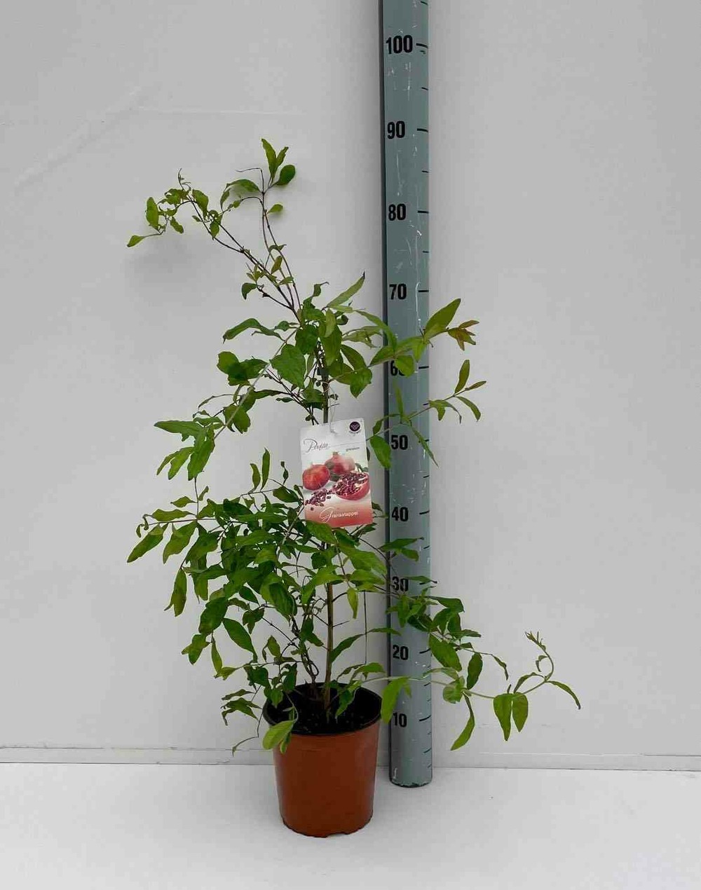 Punica granatum adulte (grenadier à fruits) pot 230l - 175/200cm - péri 40/50