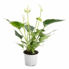 Anthurium andreanum blanc white champion (anthure flamant rose, langue de feu) taille pot de 1 litre ? 15/30 cm