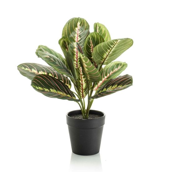 Maranta plante artificielle h30 cm