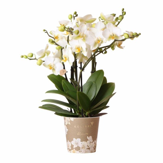 Orchidée phalaenopsis blanche | lausanne | plante d'intérieur cm - plante d'intérieur
