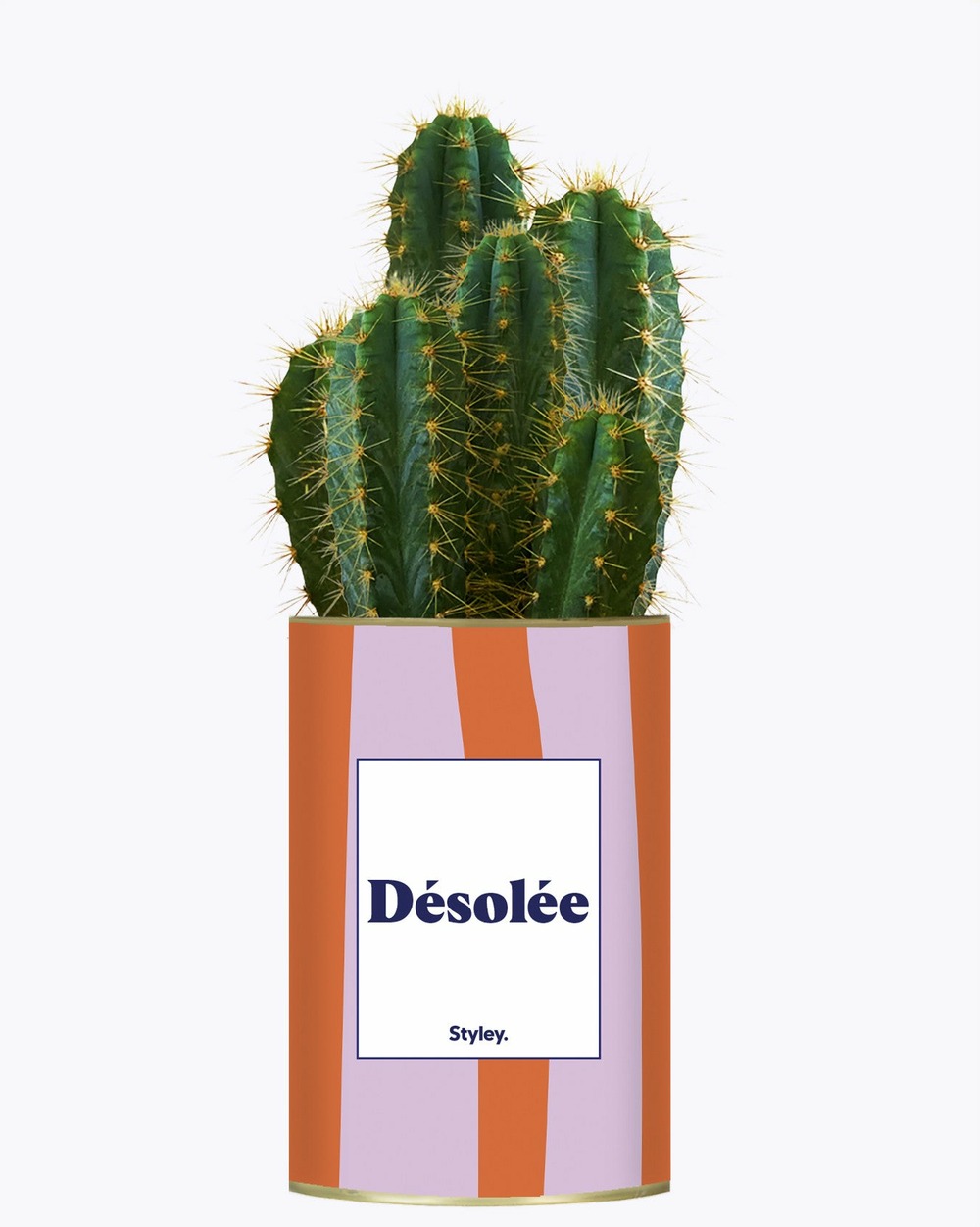 Plante personnalisée - désolée - cactus