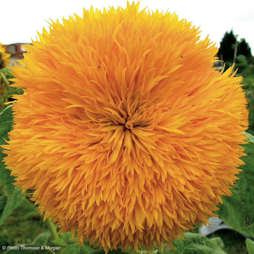 Soleil, tournesol 'teddy bear' le sachet de 80 graines environ (2g)