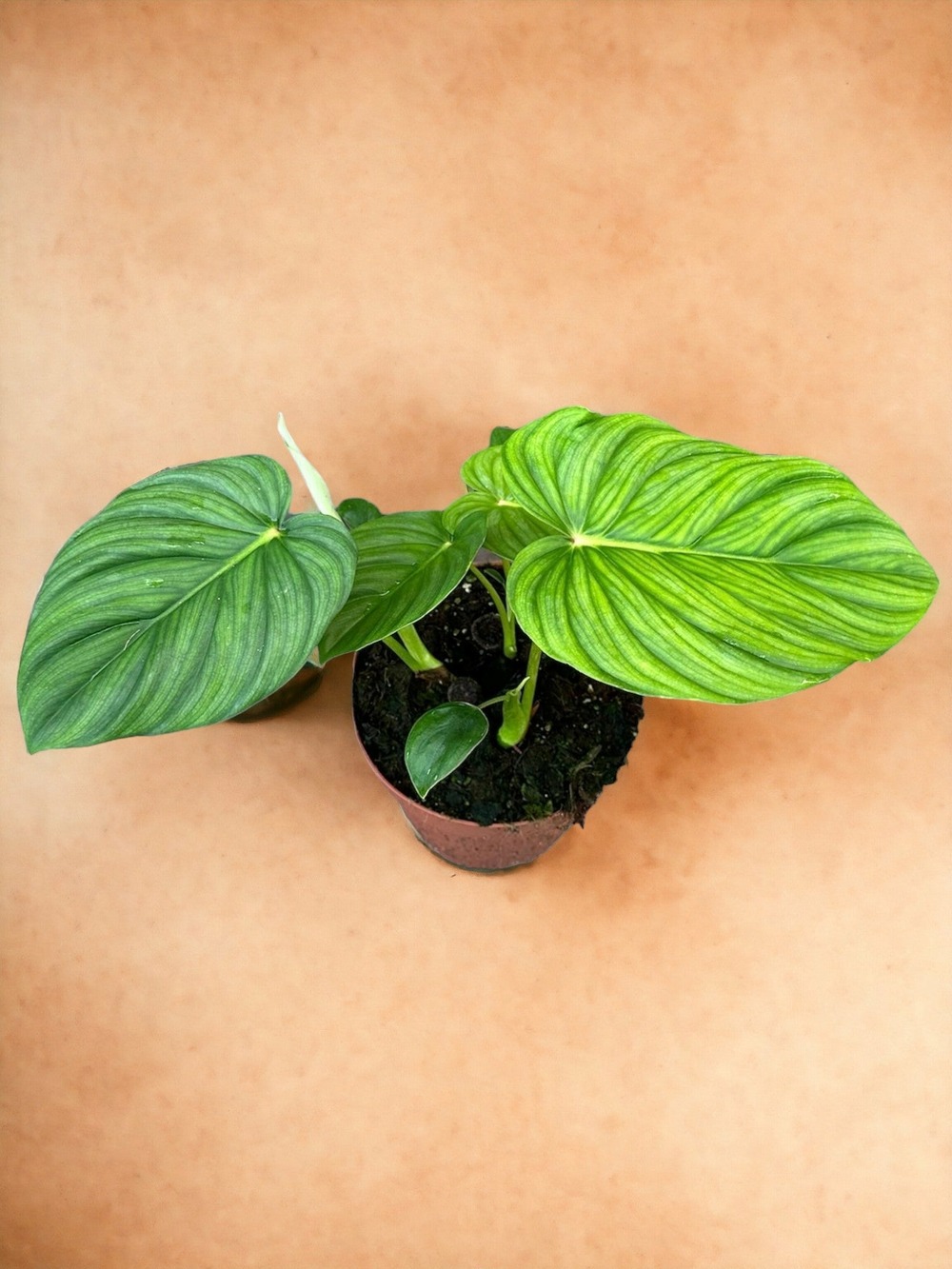 Philodendron pastazanum