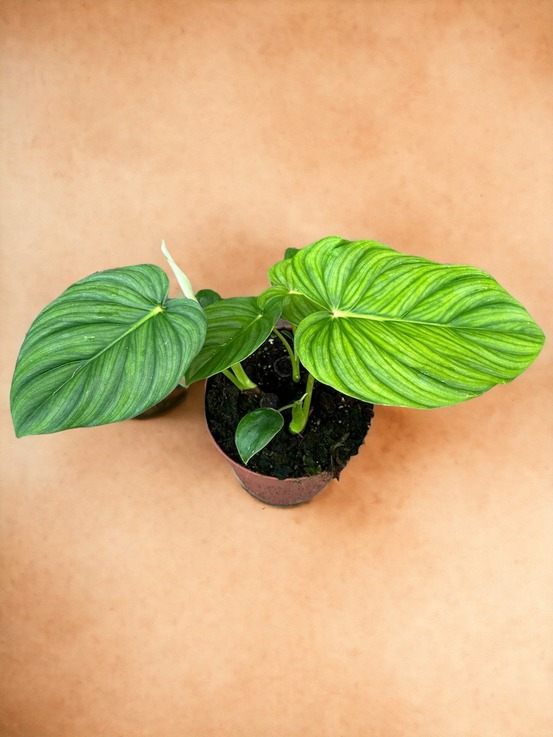 Philodendron pastazanum