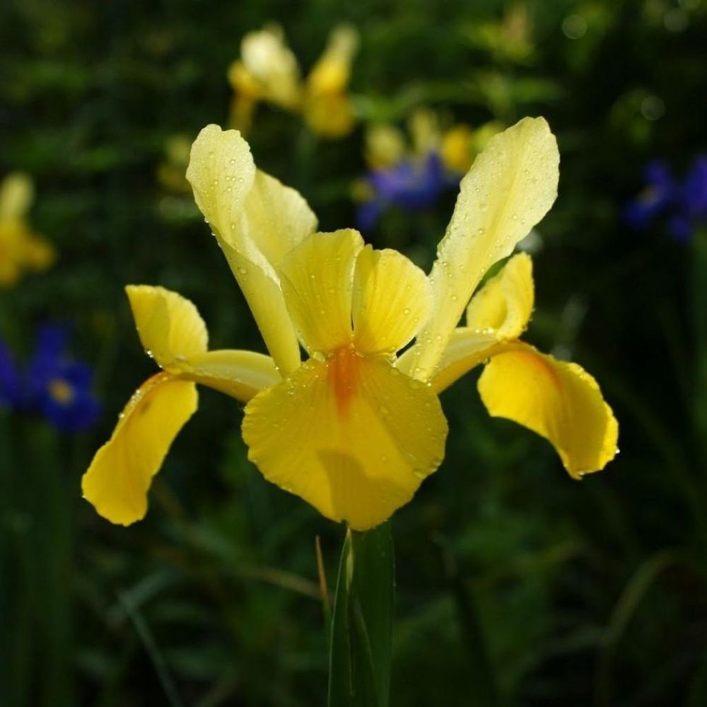Iris de hollande 'royal yellow' bulbe calibre 8+ (par 15)
