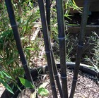 Phyllostachys nigra (bambou noir) taille pot de 15 litres ? 160/180 cm