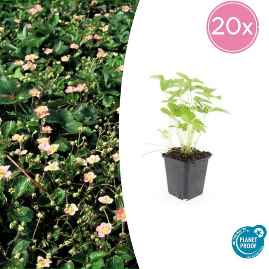 Fraisier des bois (fragaria vesca) x20 – entre 1,25 et 1,67m2