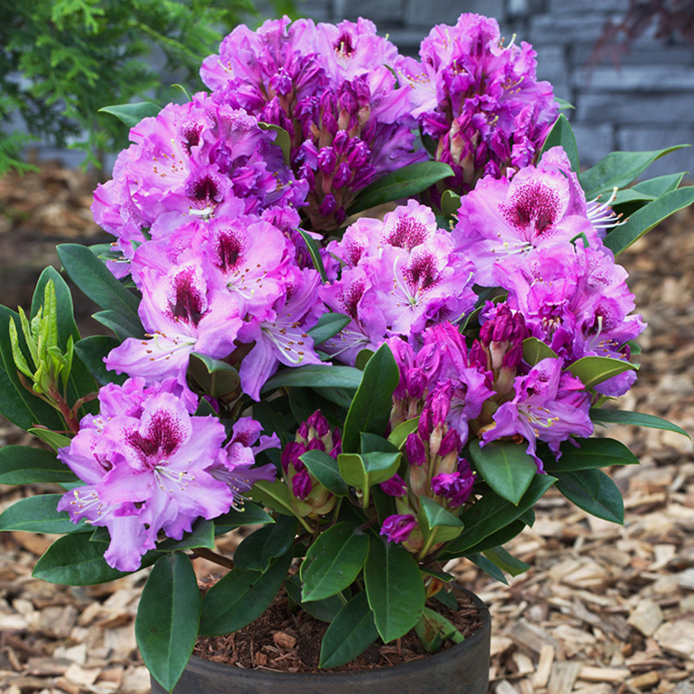 Rhododendron hybride easydendron inkarho pfauenauge pot de 4l/5l