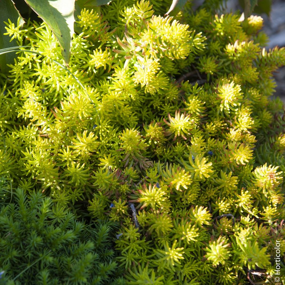 Sedum reflexum, orpin réfléchi ou orpin des rochers | Truffaut