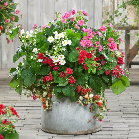3 fraisiers à fleurs doubles en mélange - les 3 pots de 10,5 cm