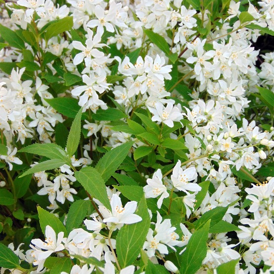 Deutzia 'yuki snowflake' pot de 2l/3l