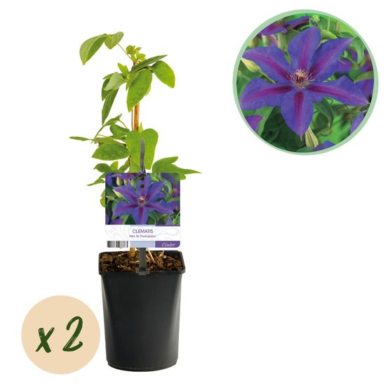 Lot de 2 - clematis mrs. N. Thompson - fleurs roses - pot 11cm hauteur 40cm