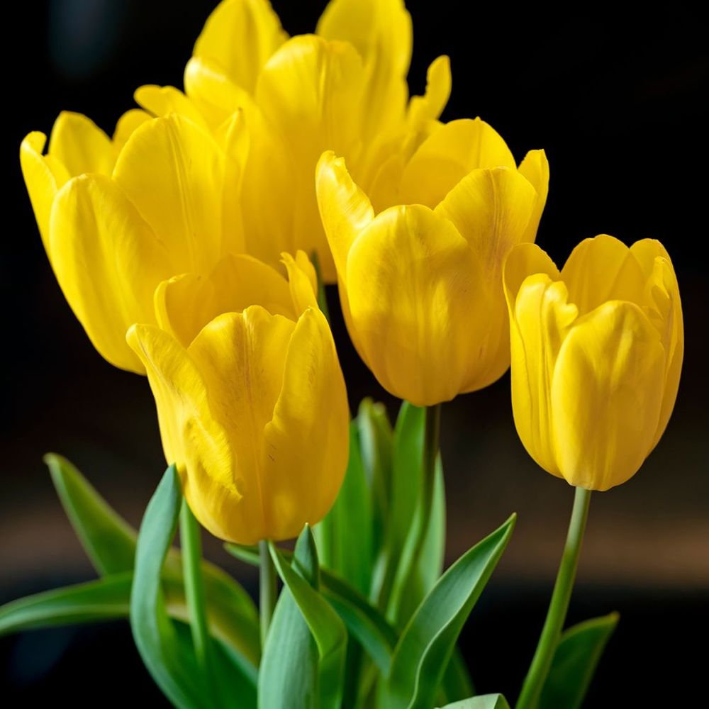 Tulipe triomphe 'strong gold' bulbe calibre 12+ (par 10)