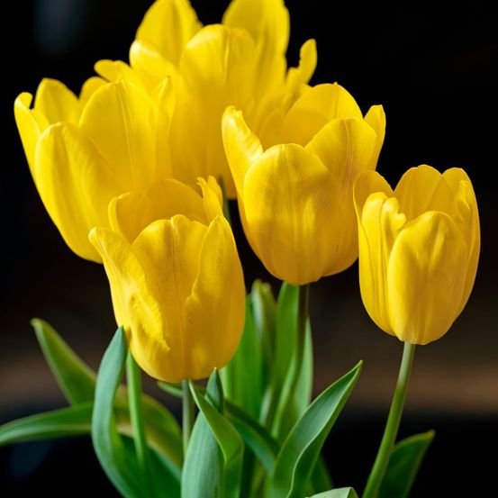 Tulipe triomphe 'strong gold' bulbe calibre 12+ (par 10)