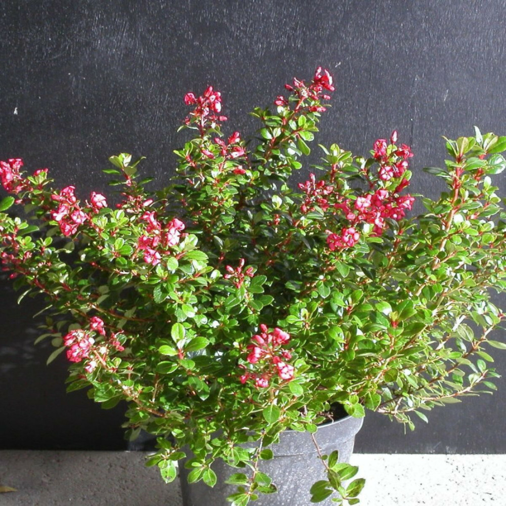 Escallonia red dream pot de 7,5l - 60/80 cm