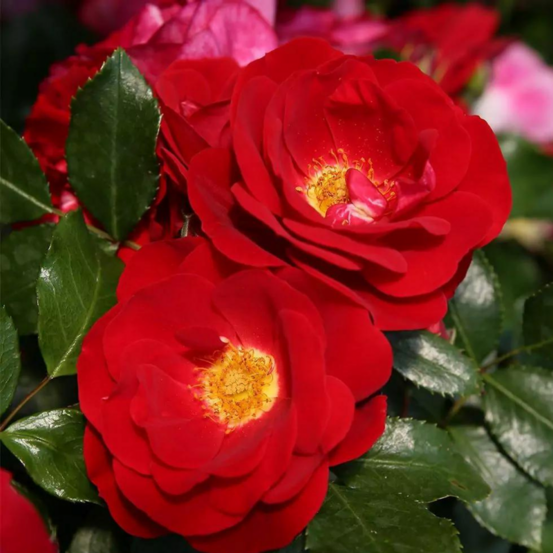 Petit rosier arbustif rouge caracho en pot 3l