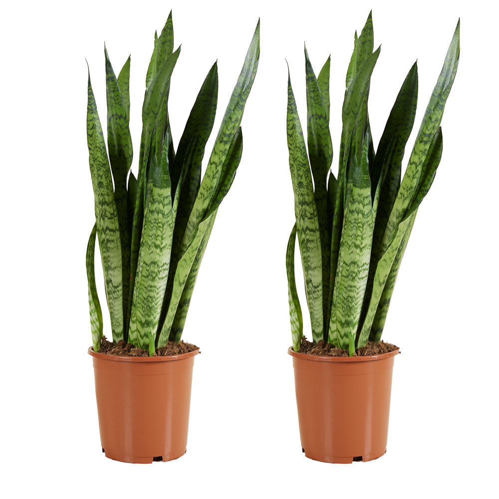 Lot de 2 - sansevieria zeylanica - langue de belle-mère - h. 80-100 cm - p. 21 cm