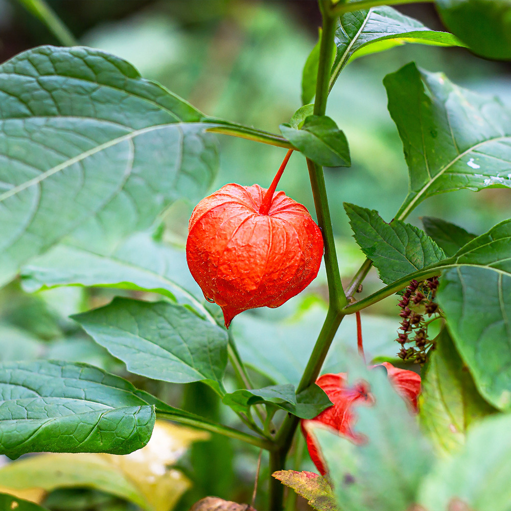 Amour en cage - physalis franchetii godet de 8/9 cm