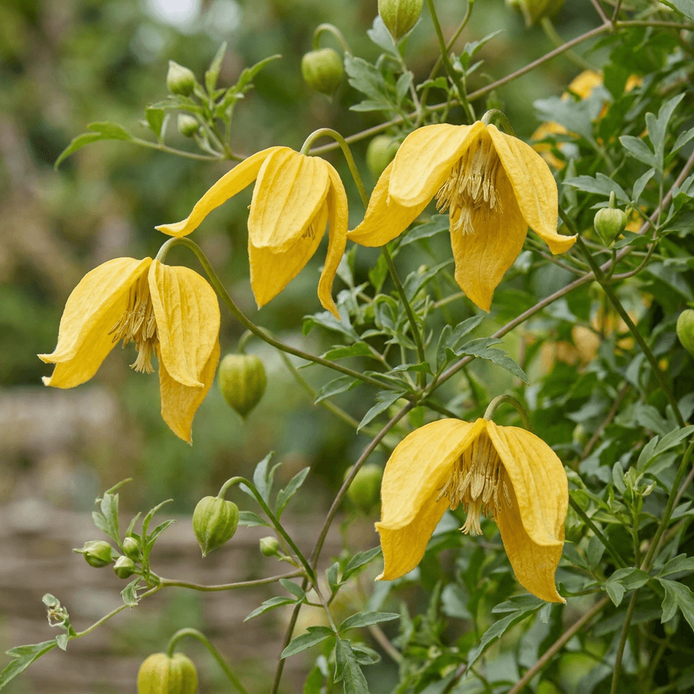 Clématite du tangout - grimpante fleurie - plante d'extérieur - lot de 4