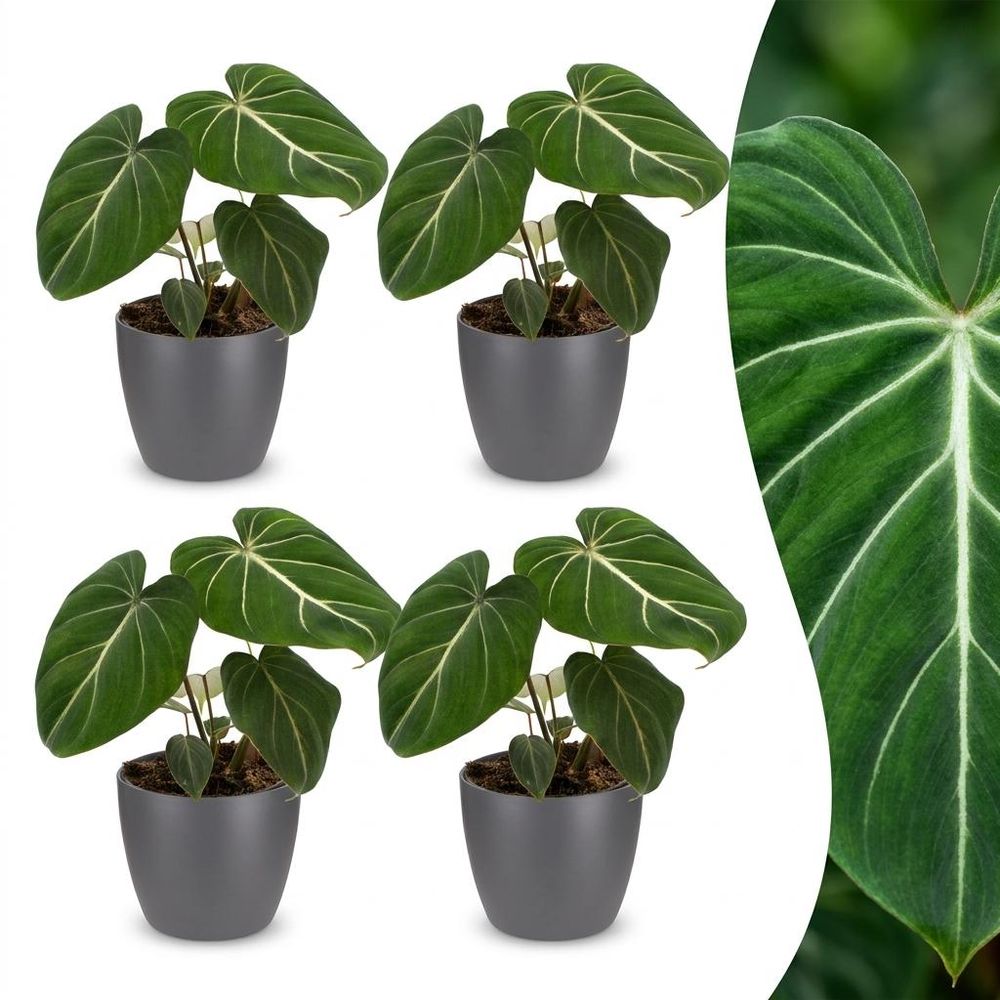Philodendron gloriosum - pot de 12cm - plantes d'intérieur