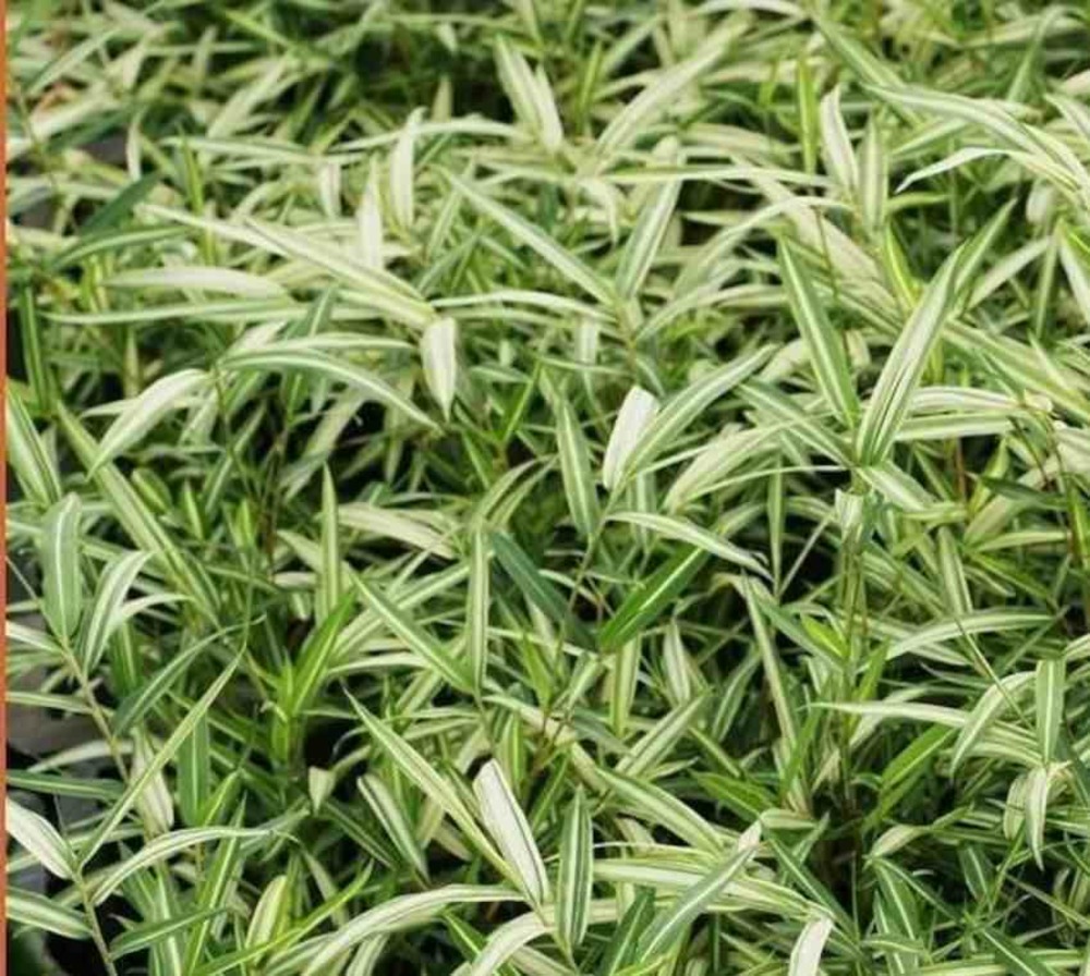 Pleioblastus shibyanus 