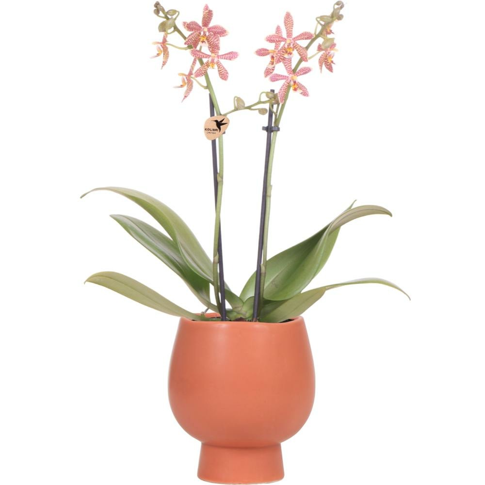 Orchidées colibri - orchidée phalaenopsis orange - araignée en terre cuite scandic - taille du pot 9cm
