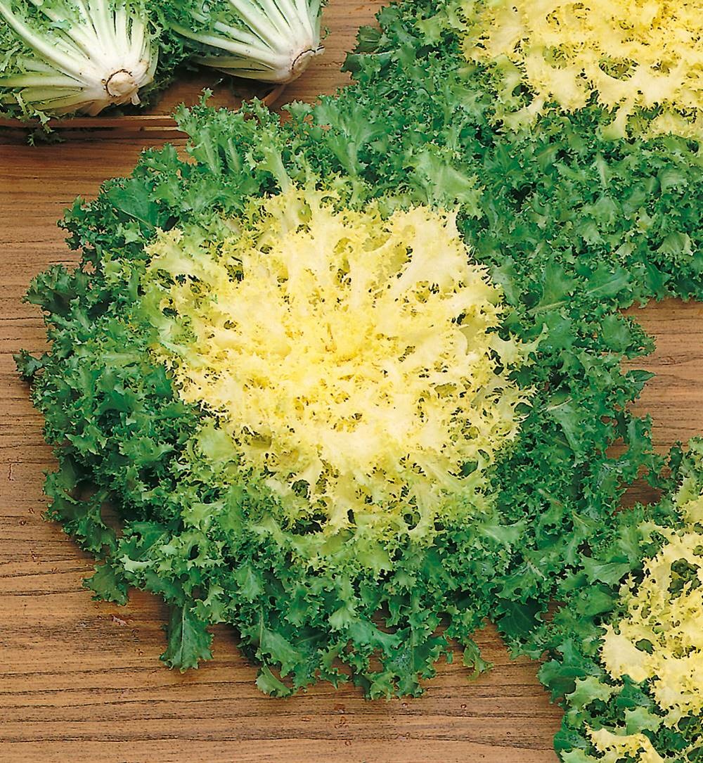 Chicoree frisee pancaliere bio - 2 g