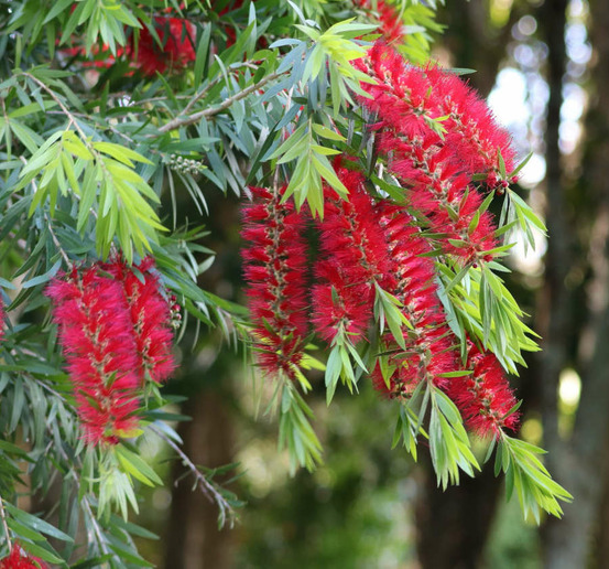 Callistemon viminalis 'captain cook' (rince bouteille) pot de 280l 200/250cm