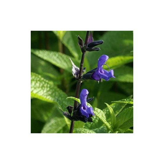 Sauge guarani black and blue lot de 3 godets