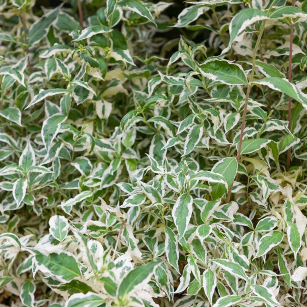 Diervilla sessilifolia variegata, le pot / 3l / hauteur livrée 30-40cm