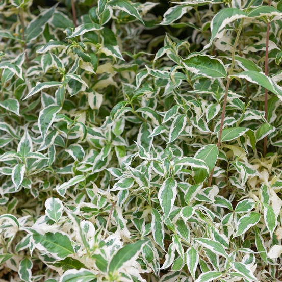 Diervilla sessilifolia variegata - le pot / 3l / hauteur livrée 30-40cm