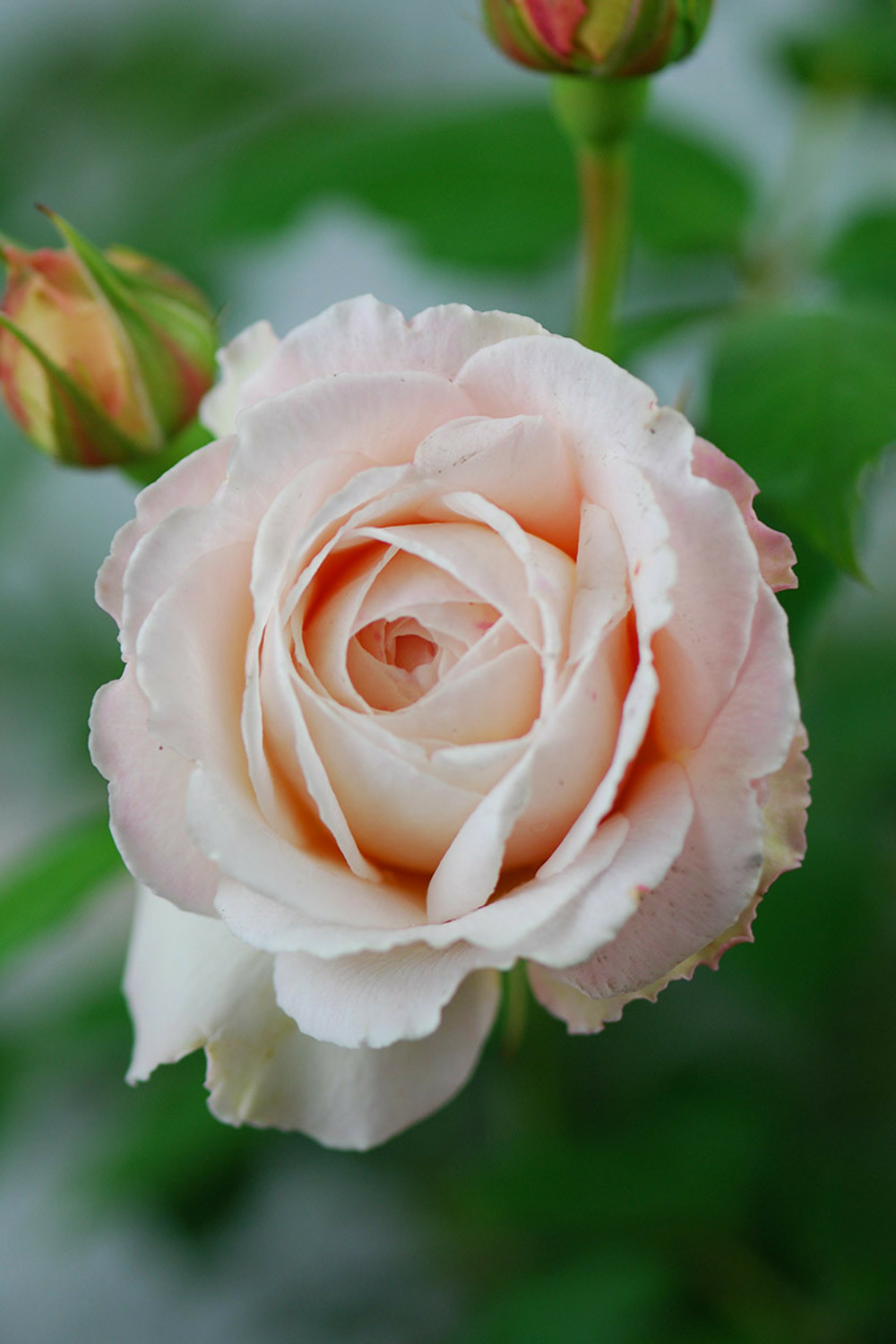 Rosier 'claire austin' ? - en pot de 5 litres