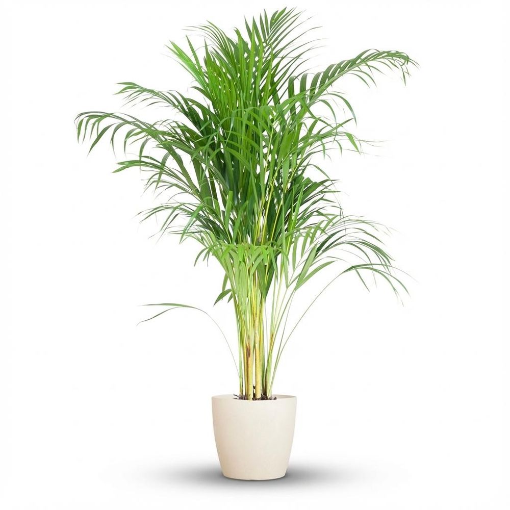Dypsis lutescens areca - pot de 21cm - hauteur 90 - 100cm