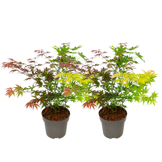 Érable du japon - set de 2 - acer palmatum 'festival' - hauteur 60-70cm - ⌀19cm