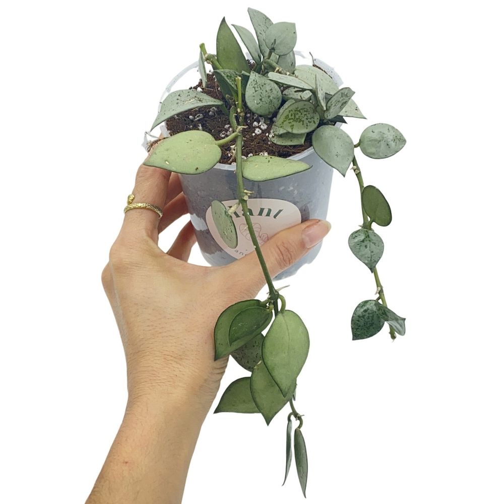 Hoya silver eskimo - pot de 9cm - plantes d'intérieur
