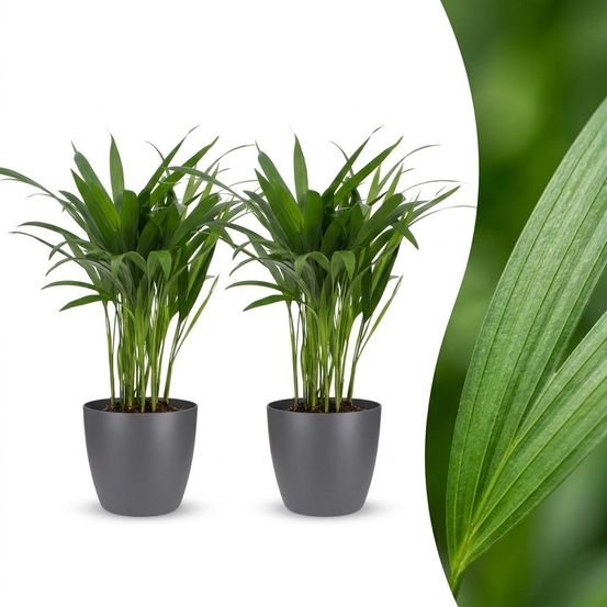 Areca lutescens - palmier areca - lot de 2 plantes - avec cache-pot gris - pot ø12 cm, h 45 cm