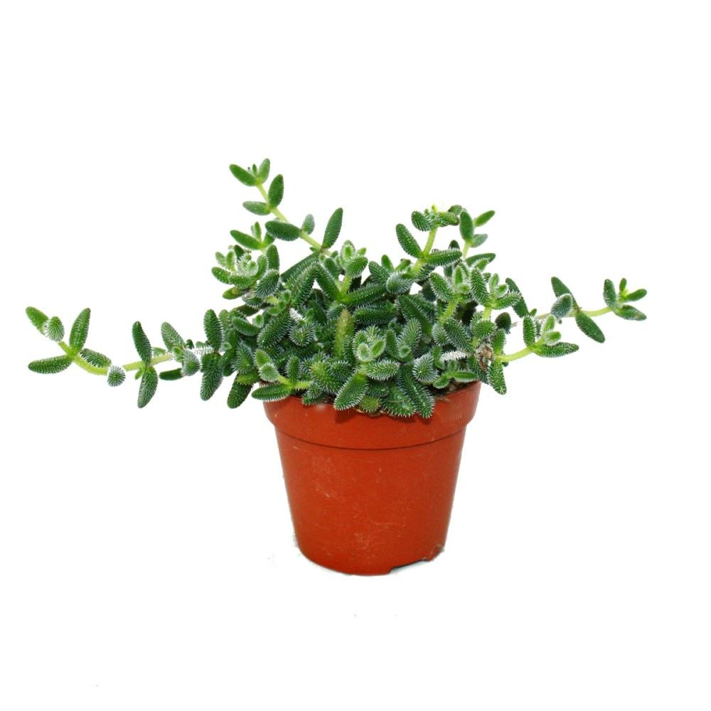 Concombre - delosperma echinatum - pot de 12cm