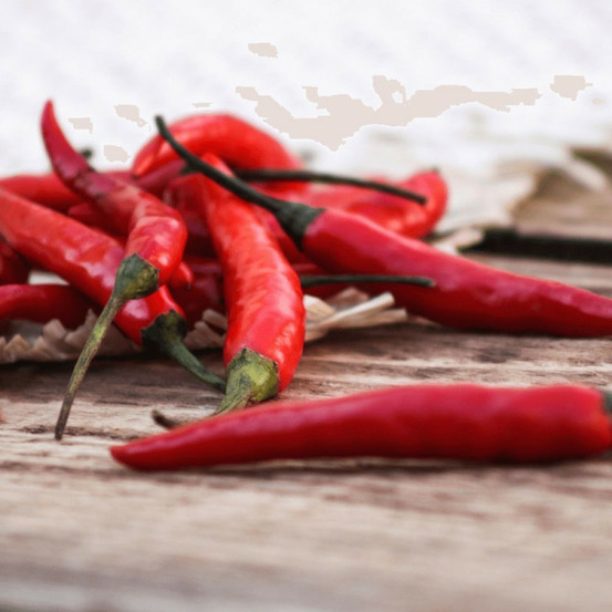 Plant de piment doux des landes spadi lot de 3 godets