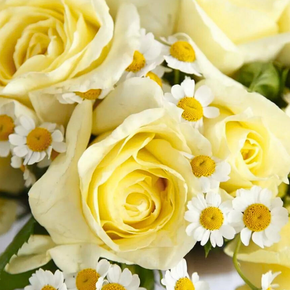 Rosier jaune limona hybride en pot 3l