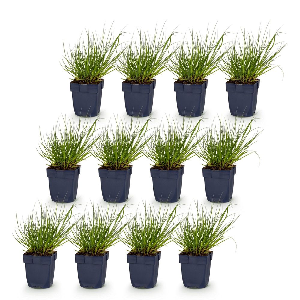 Panic érigé 'northwind' - lot de 12 - pot 11 cm - hauteur 25 cm - plante d'extérieur