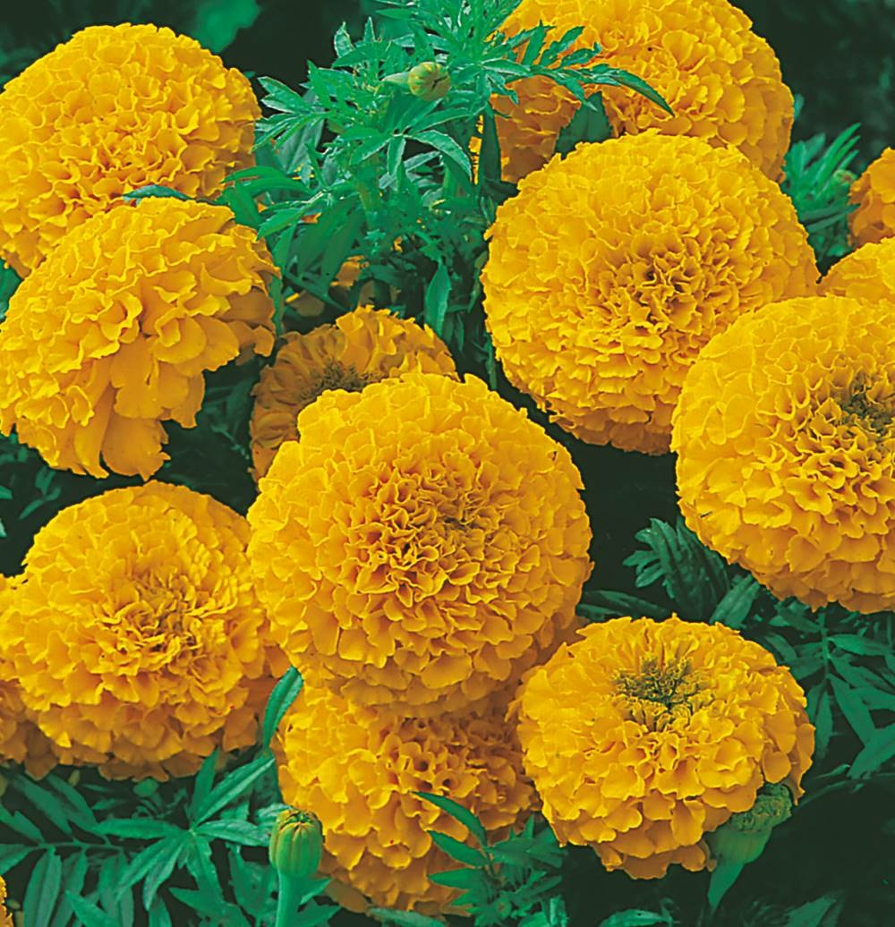 Rose d'inde jaune - 0.3 g